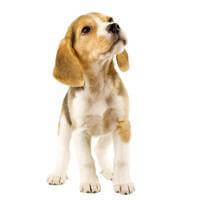 Image of dog