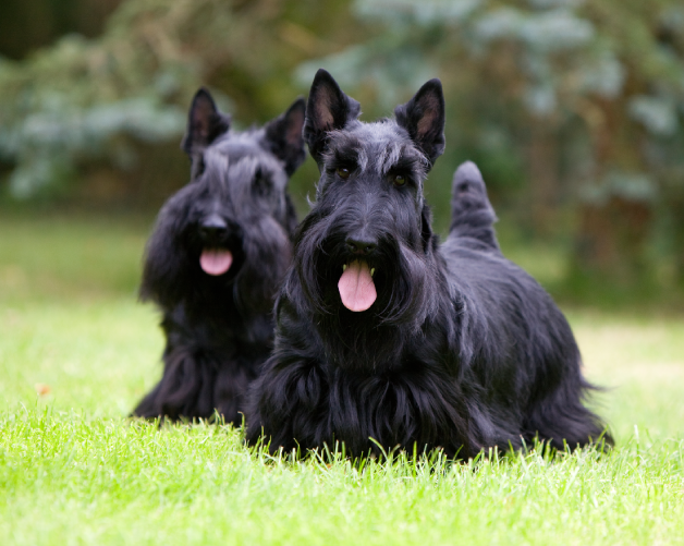 Terrier