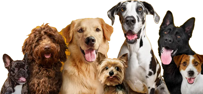 community dogs