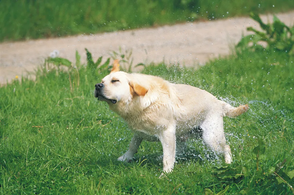 why do dog shake