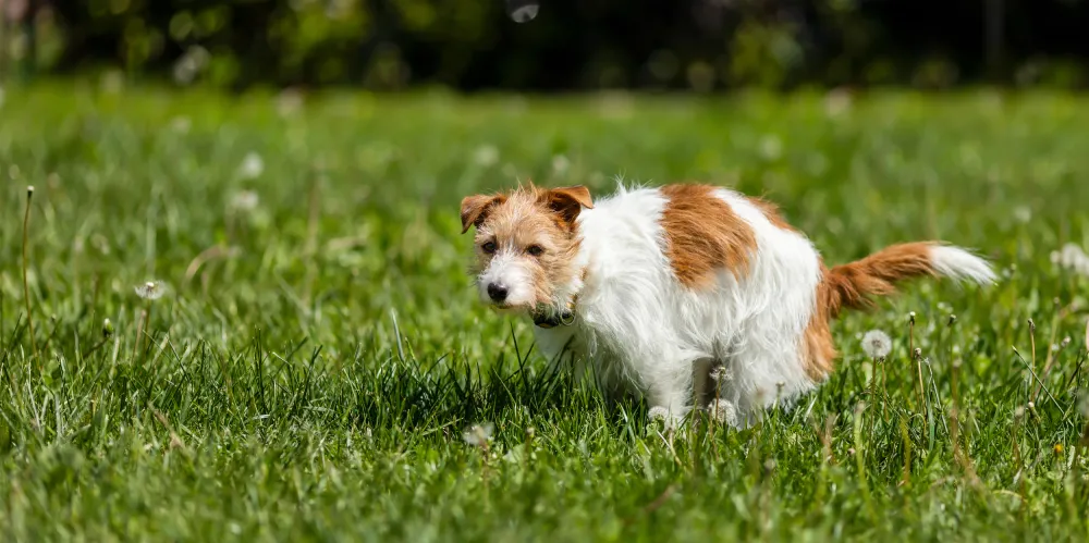 Why do dogs eat poop