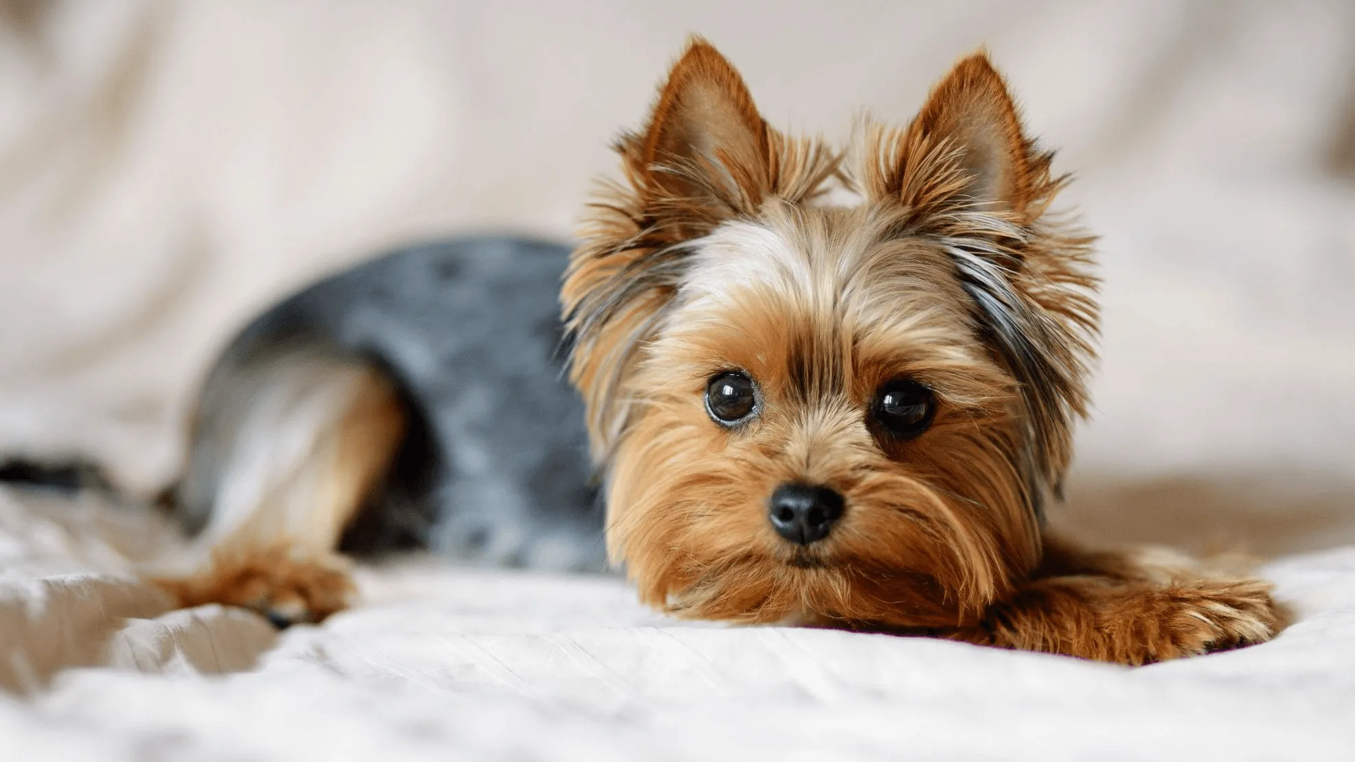 Fever in dogs