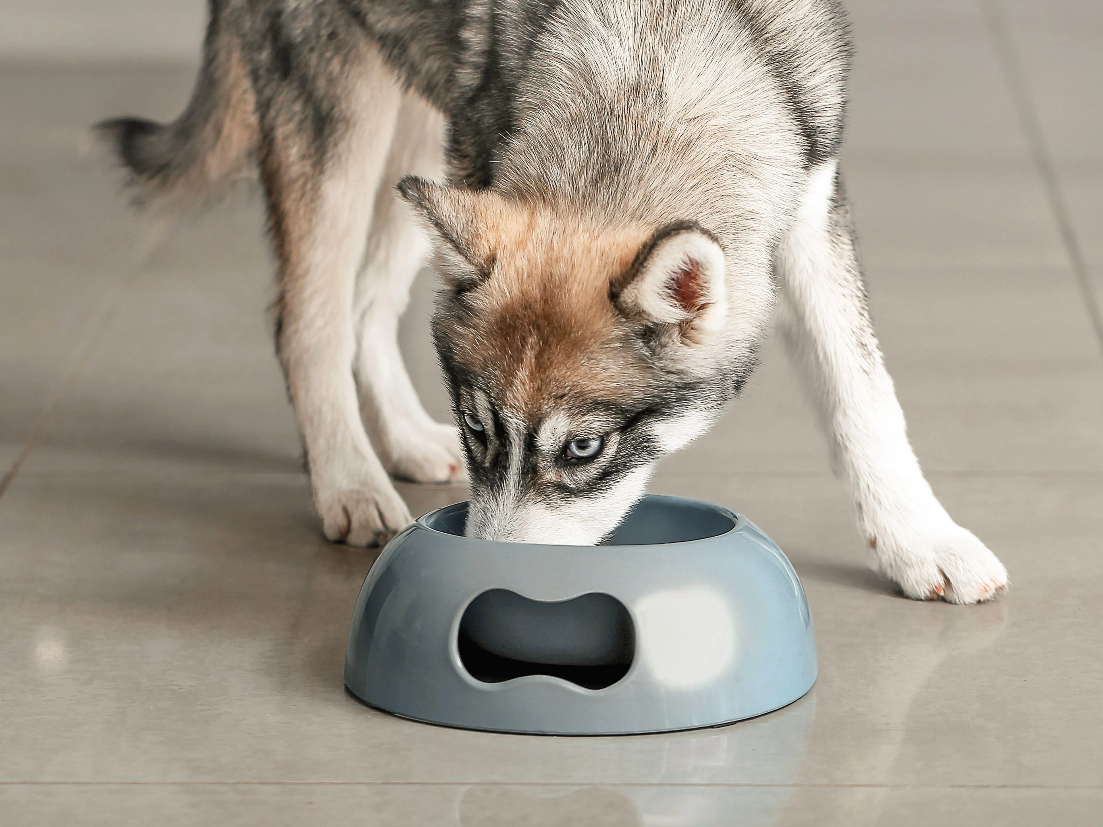 Can dog eat watermelon